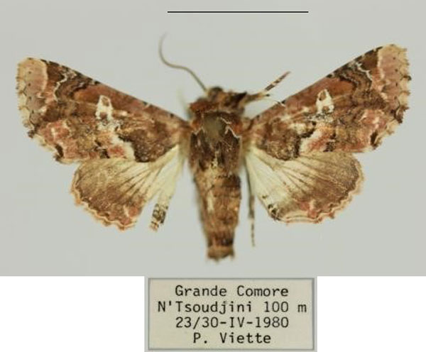 /filer/webapps/moths/media/images/V/verini_Eutelia_AM_MNHN_02.jpg