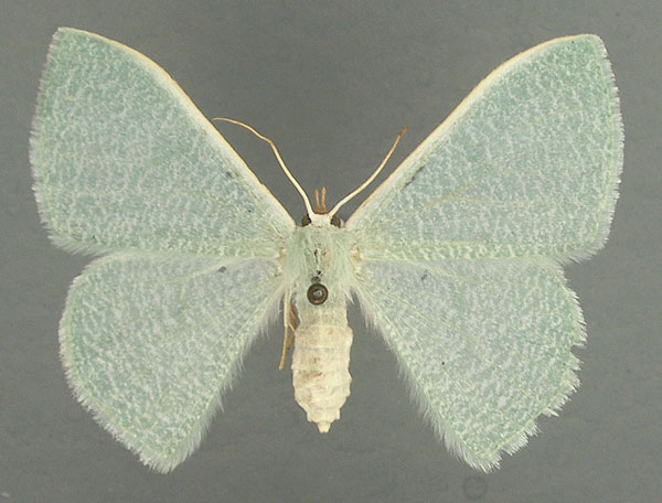 /filer/webapps/moths/media/images/V/vermicularia_Prasinocyma_AF_TMSA.jpg