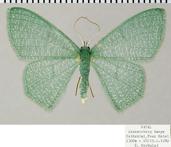 /filer/webapps/moths/media/images/V/vermicularia_Prasinocyma_AF_ZSMa.jpg