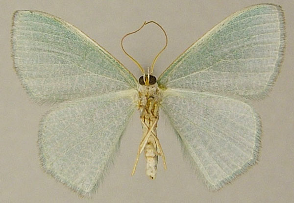 /filer/webapps/moths/media/images/V/vermicularia_Prasinocyma_AF_ZSMb.jpg