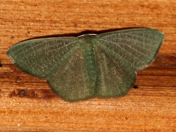 /filer/webapps/moths/media/images/V/vermicularia_Prasinocyma_A_Grimm.jpg
