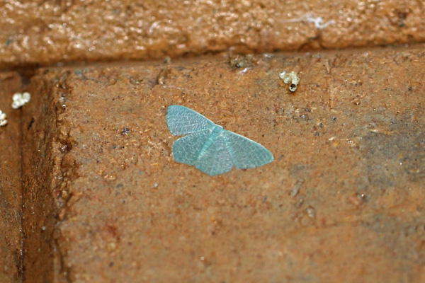 /filer/webapps/moths/media/images/V/vermicularia_Prasinocyma_A_Voaden.jpg