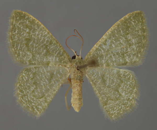 /filer/webapps/moths/media/images/V/vermiculata_Phaiogramma_A_ZSM_01.jpg