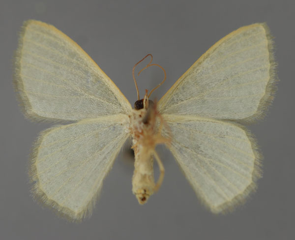 /filer/webapps/moths/media/images/V/vermiculata_Phaiogramma_A_ZSM_02.jpg