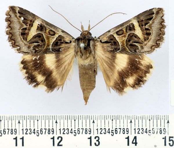 /filer/webapps/moths/media/images/V/vermiculosa_Cerocala_AF_BMNH.jpg