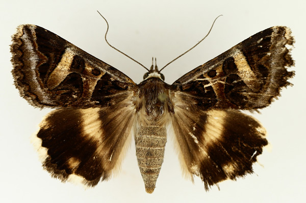 /filer/webapps/moths/media/images/V/vermiculosa_Cerocala_AF_TMSA_01.jpg