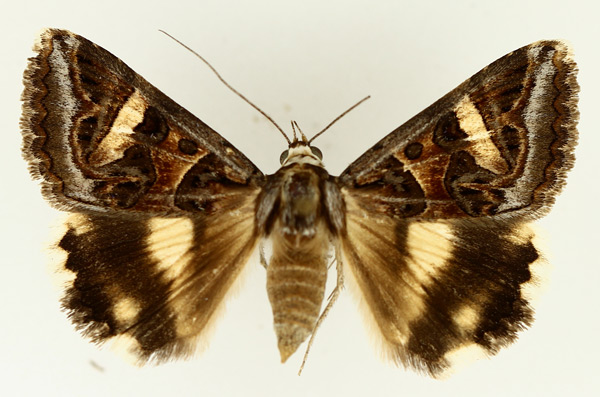 /filer/webapps/moths/media/images/V/vermiculosa_Cerocala_AF_TMSA_02.jpg