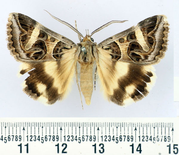 /filer/webapps/moths/media/images/V/vermiculosa_Cerocala_AM_BMNH.jpg