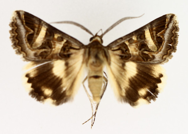 /filer/webapps/moths/media/images/V/vermiculosa_Cerocala_AM_TMSA_01.jpg