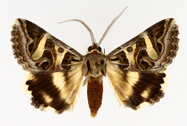 /filer/webapps/moths/media/images/V/vermiculosa_Cerocala_AM_TMSA_02.jpg