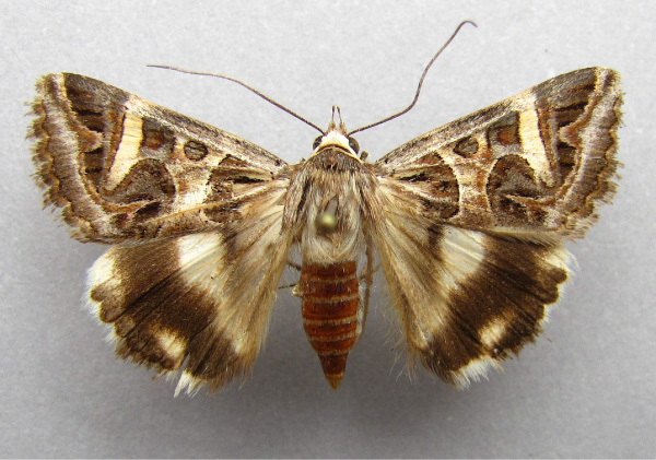 /filer/webapps/moths/media/images/V/vermiculosa_Cerocala_A_Baron.jpg