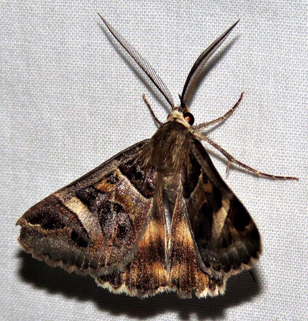 /filer/webapps/moths/media/images/V/vermiculosa_Cerocala_A_Braun_13.jpg
