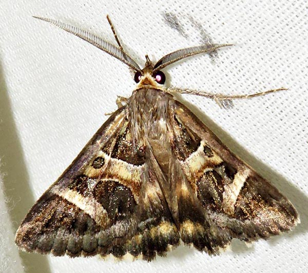 /filer/webapps/moths/media/images/V/vermiculosa_Cerocala_A_Braun_14.jpg