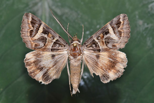 /filer/webapps/moths/media/images/V/vermiculosa_Cerocala_A_Butler_02.jpg
