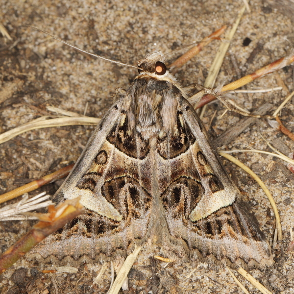 /filer/webapps/moths/media/images/V/vermiculosa_Cerocala_A_Heyns_01.JPG