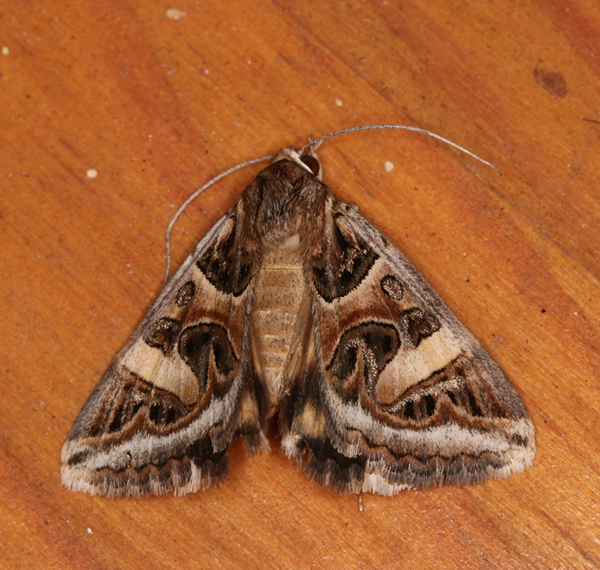 /filer/webapps/moths/media/images/V/vermiculosa_Cerocala_A_Roland_01.jpg