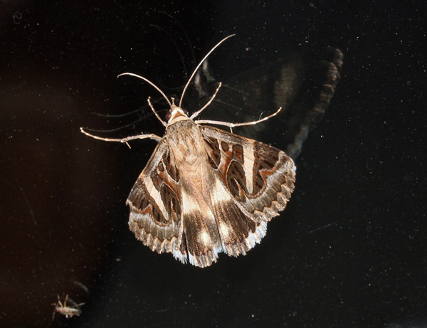 /filer/webapps/moths/media/images/V/vermiculosa_Cerocala_A_Roland_04.jpg