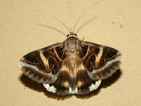 /filer/webapps/moths/media/images/V/vermiculosa_Cerocala_A_Sydes.JPG