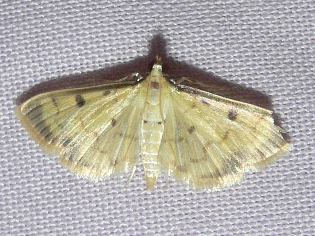 /filer/webapps/moths/media/images/V/verminalis_Herpetogramma_A_Goff_01.jpg