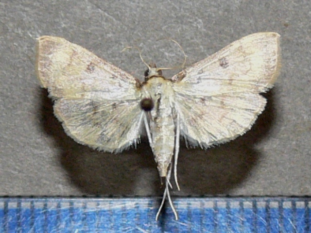 /filer/webapps/moths/media/images/V/verminalis_Herpetogramma_A_Goff_03jpg.jpg