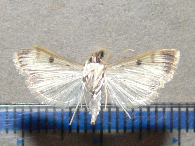 /filer/webapps/moths/media/images/V/verminalis_Herpetogramma_A_Goffb_02.jpg