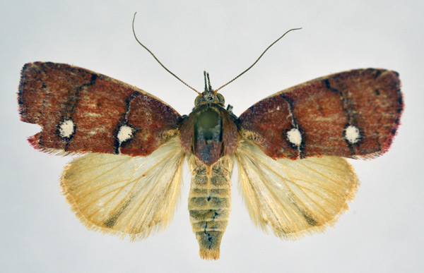 /filer/webapps/moths/media/images/V/verna_Chlorozada_AF_NHMO_02.jpg