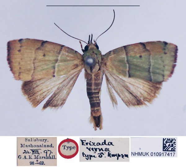 /filer/webapps/moths/media/images/V/verna_Erizada_HT_NHMUK.jpg