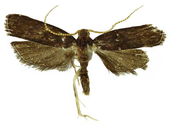 /filer/webapps/moths/media/images/V/vernaculella_Thubdora_AM_SDEI.jpg