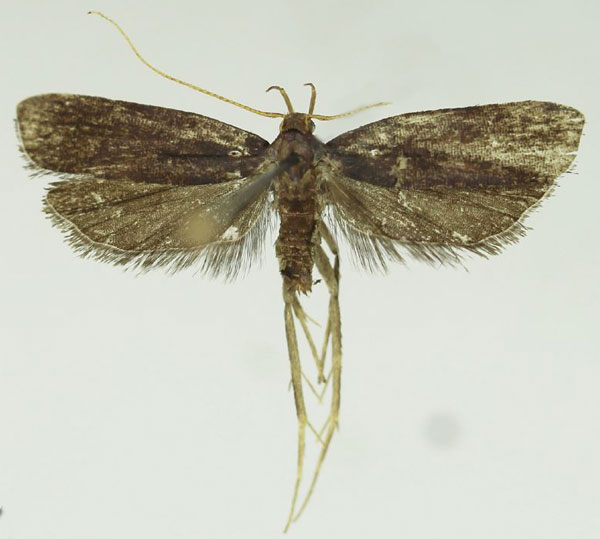 /filer/webapps/moths/media/images/V/vernaculella_Thubdora_AM_SDEI_01.jpg
