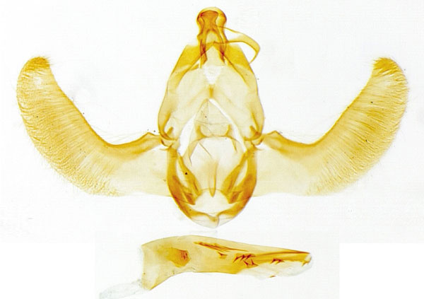 /filer/webapps/moths/media/images/V/vernaculella_Thubdora_GMHT_MNVD.jpg