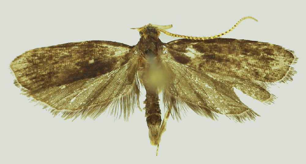 /filer/webapps/moths/media/images/V/vernaculella_Thubdora_HT_MNVD.jpg