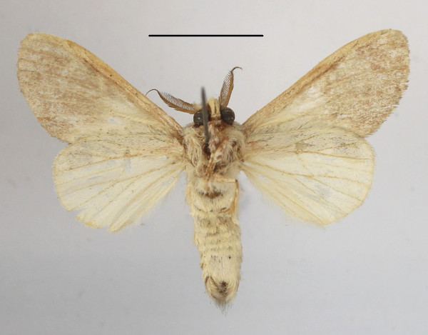 /filer/webapps/moths/media/images/V/vernalis_Desmeocraera_A_MGCLb_01.JPG
