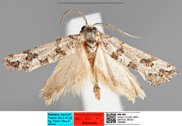 /filer/webapps/moths/media/images/V/vernalis_Pseudurgis_HT_MfNa.jpg