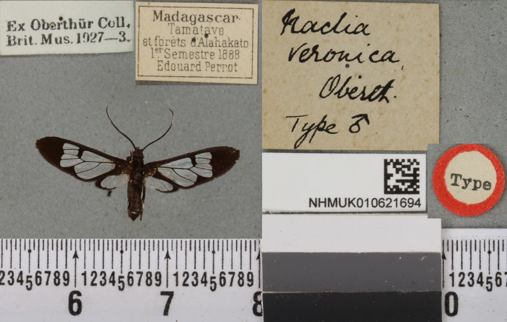 /filer/webapps/moths/media/images/V/veronica_Naclia_HT_BMNHa.jpg