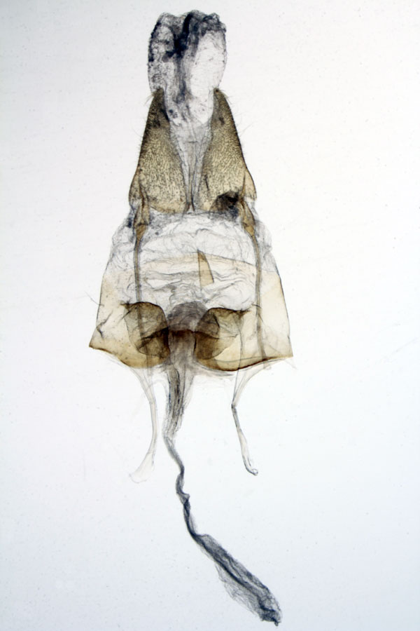 /filer/webapps/moths/media/images/V/veronica_Sesamia_GFPT_MNHN_MP30.jpg