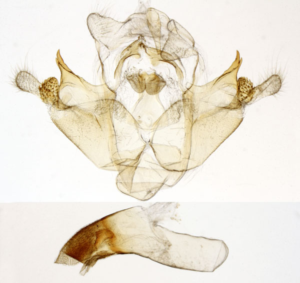 /filer/webapps/moths/media/images/V/veronica_Sesamia_GMHT_MNHN_MP29.jpg
