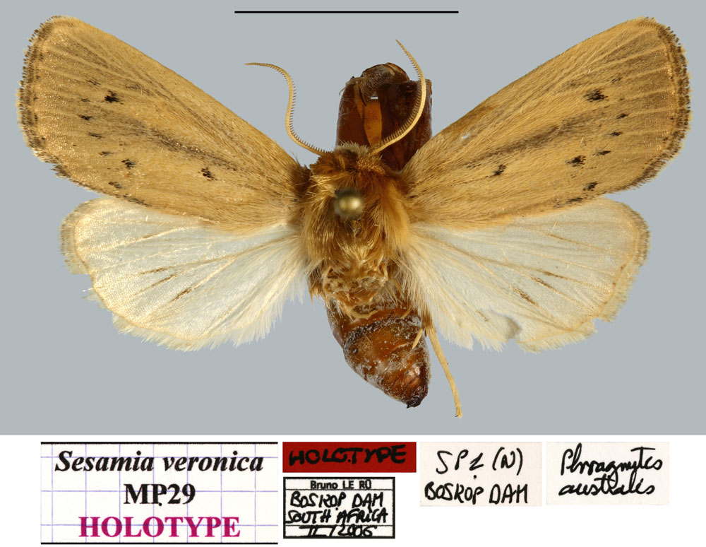 /filer/webapps/moths/media/images/V/veronica_Sesamia_HT_MNHNa.jpg