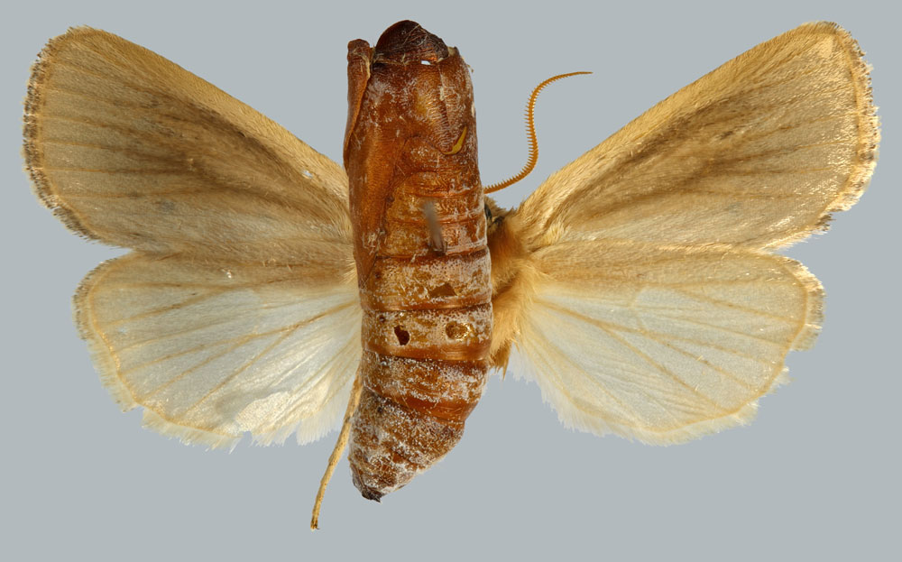 /filer/webapps/moths/media/images/V/veronica_Sesamia_HT_MNHNb.jpg