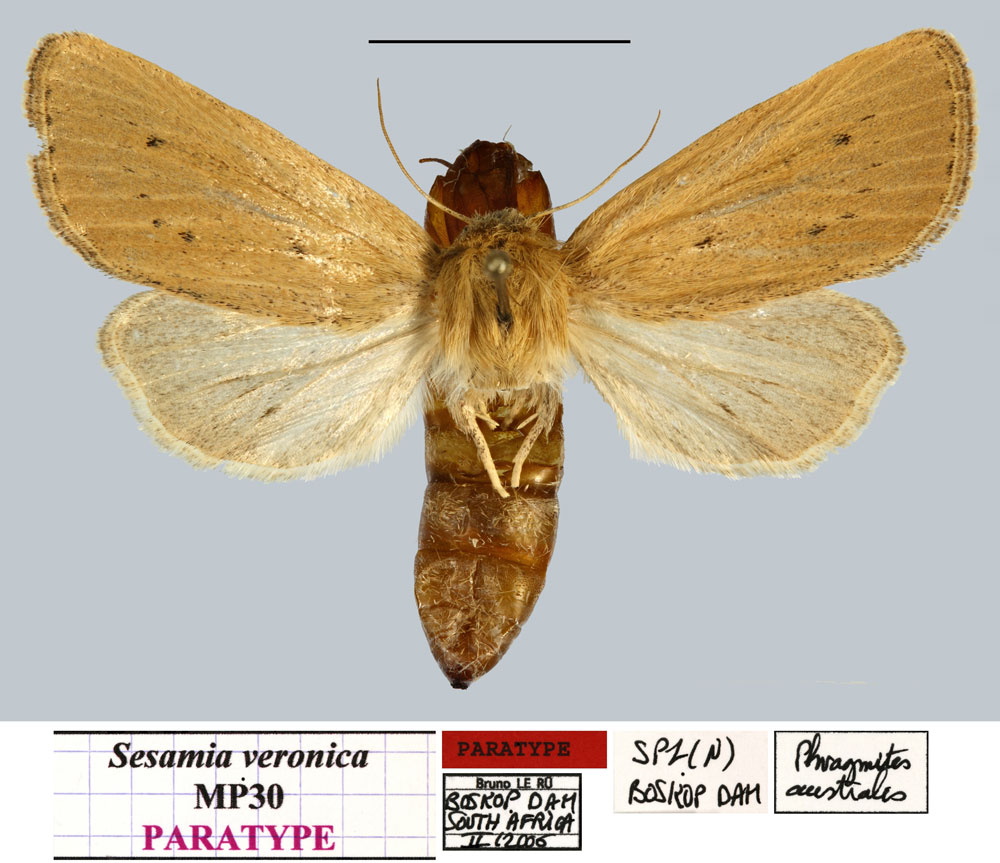 /filer/webapps/moths/media/images/V/veronica_Sesamia_PTF_MNHNa.jpg