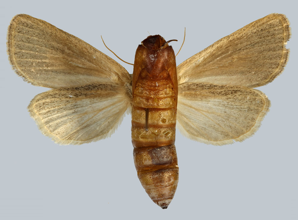 /filer/webapps/moths/media/images/V/veronica_Sesamia_PTF_MNHNb.jpg