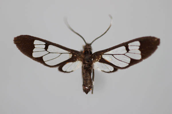 /filer/webapps/moths/media/images/V/veronica_Vitronaclia_HT_BMNH.jpg