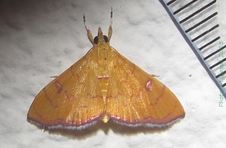 /filer/webapps/moths/media/images/V/veroniqueae_Hyalobathra_A_Bippus_01.jpg