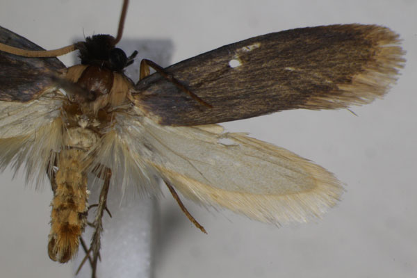 /filer/webapps/moths/media/images/V/versicolor_Perissomastix_A_Monks.jpg