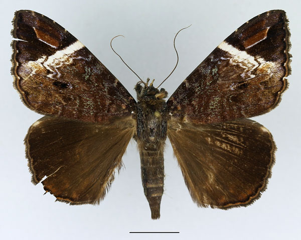 /filer/webapps/moths/media/images/V/versicolor_Tolna_AM_Basquin_01.jpg