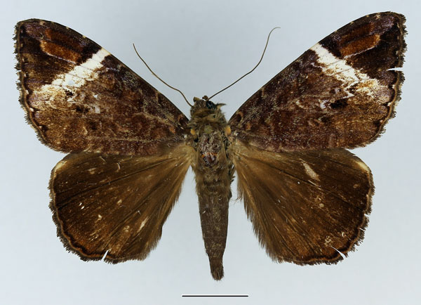 /filer/webapps/moths/media/images/V/versicolor_Tolna_AM_Basquin_02.jpg