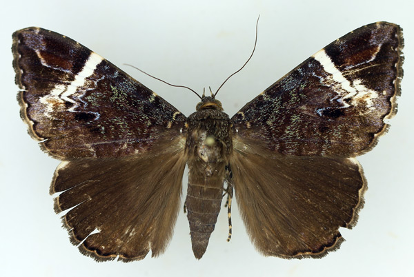 /filer/webapps/moths/media/images/V/versicolor_Tolna_AM_TMSA.jpg