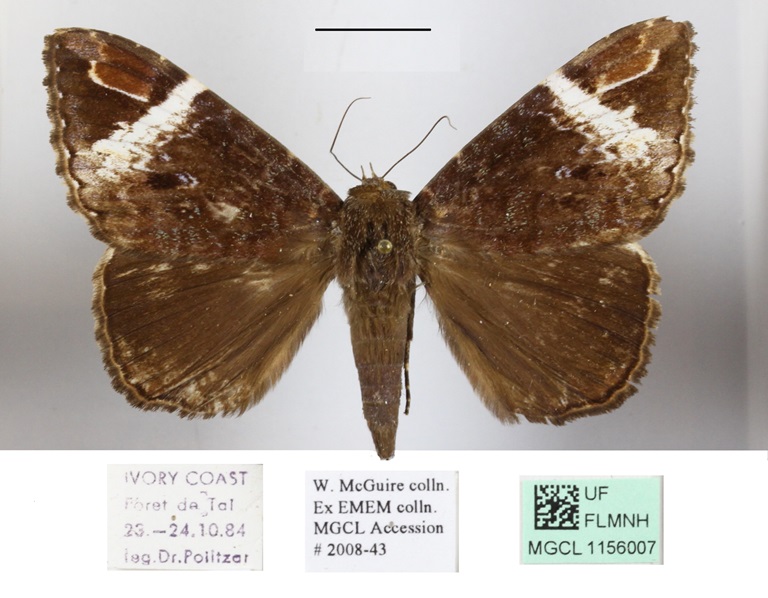 /filer/webapps/moths/media/images/V/versicolor_Tolna_A_MGCLa.jpg