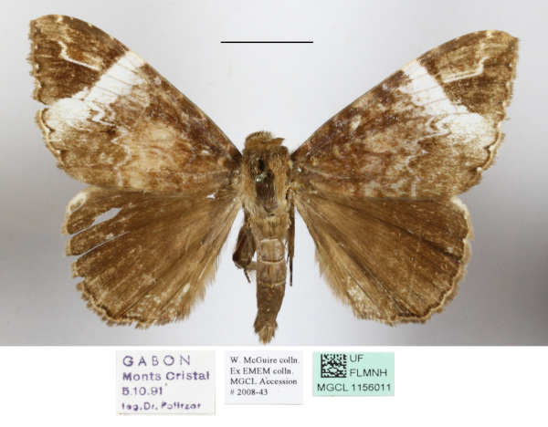 /filer/webapps/moths/media/images/V/versicolor_Tolna_A_MGCLa_01.JPG