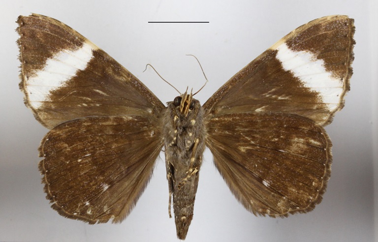 /filer/webapps/moths/media/images/V/versicolor_Tolna_A_MGCLb.JPG