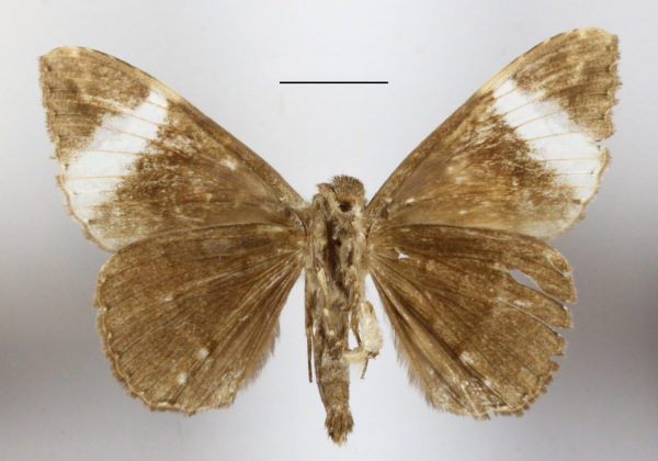 /filer/webapps/moths/media/images/V/versicolor_Tolna_A_MGCLb_01.jpg